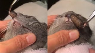 Removing A Huge Botfly Maggot Inside A Cats Nose [upl. by Hgielime971]