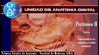 Peritoneo II cavidad peritoneal Y transcavidad  UAD  Primera cátedra de Anatomía  FMed  UBA [upl. by Annavoeg]