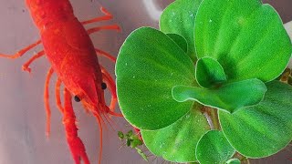 Red Clarkii Crayfish Breeders moresfarmschannel3340 [upl. by Supple729]