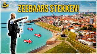 ZEEBAARS IN ZEELAND  Tips Tricks en Stekken [upl. by Prospero530]