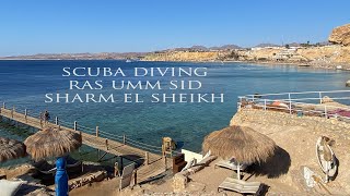 Scuba Diving  Sharm El Sheikh  Ras Umm Sid 2024 [upl. by Ormand707]