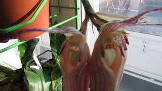 Цветение орхидеи бульбофиллум bulbophyllum longissimum [upl. by Burck]