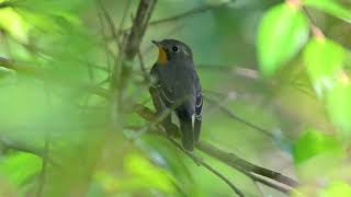 Mugimaki flycatcher at Bidadari Park Nov 16 2024 [upl. by Ireg]