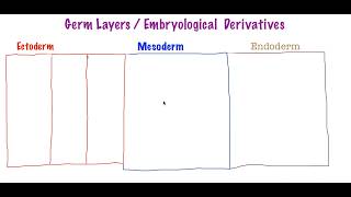 Germ Layers Derivatives  Embryologic Derivatives [upl. by Jeana]