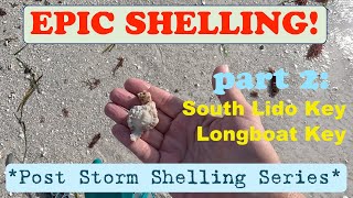 EPIC SHELLING Post Idalia at LIDO Key Longboat Key Part 2 of 4 [upl. by Akirehc]