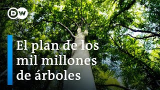 ¿Nuevos bosques para proteger mejor nuestro clima  DW Documental [upl. by Riane]