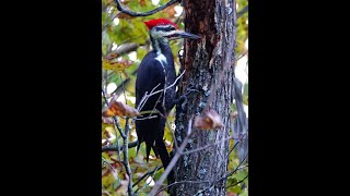 Pileated Woodpecker on Tree Sept 2024 [upl. by Aihseyn]