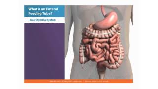 Feeding Tube Skills What is an Enteral Feeding Tube [upl. by Nolaf]