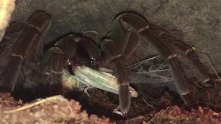 Theraphosa blondi Feeding Video [upl. by Janus]