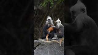 Adorable Colobus Monkey with Baby in the Wild  Primate Nature [upl. by Issy715]