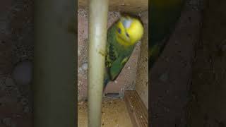 Budgie sounds amazing morning in our colonies 😍 [upl. by Icram]