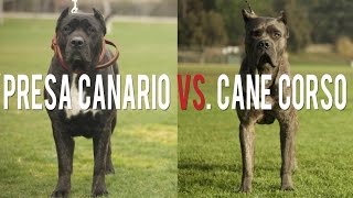 PRESA CANARIO VS CANE CORSO IN A BATTLE OF THE ULTIMATE CATCH DOGS [upl. by Amadis]