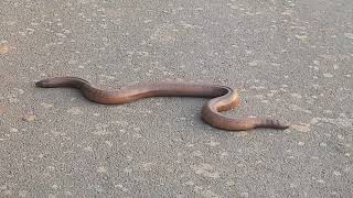 Very Rare Red Sand Boa Snake spotted on my way to home  రెండు తలల పాము If I am not wrong [upl. by Lemcke]