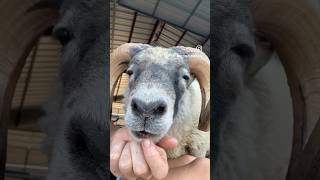 Haymitch the Ram sings Mary Poppins marypoppins ram shetland sheep farm [upl. by Nivanod]