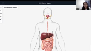 Sistema digestivo BioDigital [upl. by Lavud]