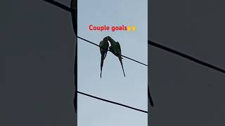 Love is in the airohho🥰🥰love birdsrelatablesituations couplegoalsbirdslover parrotsshorts [upl. by Stace]