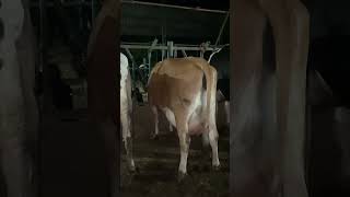 ABSBruteHotstarWWSMontrealSag40146 jersy cow farming farm dairyfarming absheifer [upl. by Hcahsem755]