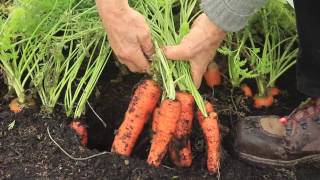 Best timings and methods for bigger harvests my Diary tips for easier growing [upl. by Lathe]