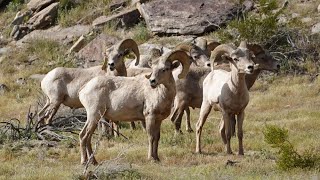 A day in the flowers with the bighorn sheep [upl. by Noevad840]