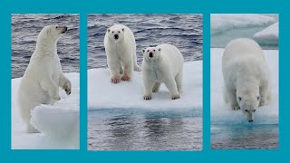 Eisbären in der kanadischen Arktis [upl. by Duwe]