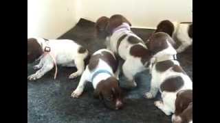 Puppies 19 day old Braque Francais [upl. by Lowrance]