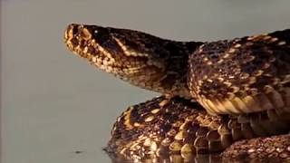 King Rattler 🐍Documentary ♦NatGeo♦ [upl. by Milson]