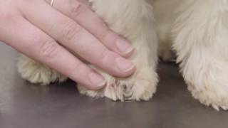 XLVets Pets  How to clip your pet’s claws [upl. by Waldack886]