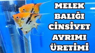 Melek Balığı Cinsiyet Ayrımı ve Üretimi [upl. by Shenan]