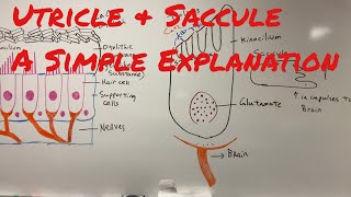 Utricle amp Saccule a Simple Explanation of How We Sense Motion [upl. by Gona]