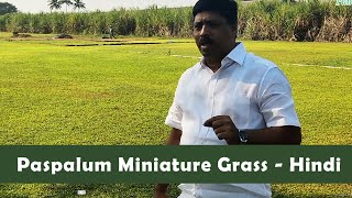 पैसपालम मिनीचर घास Paspalum Miniature Grass Call  85920 70707 [upl. by Yttik]