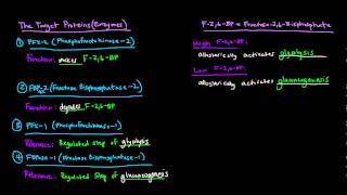 Glucagon Signaling Cascade  GPCR GProtein Coupled Receptor [upl. by Lyndsie]