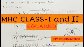 MHC  Major Histocompatibility Complex molecules  MHC class 1 and MHC class 2 [upl. by Rot]