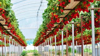 Awesome Hydroponic Strawberries Farming  Modern Agriculture Technology  Strawberries Harvesting [upl. by Urbannai300]