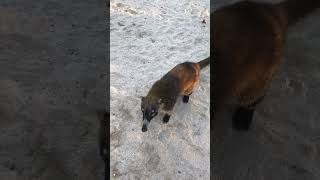 It’s a coati nature [upl. by Errol331]