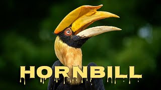 Great hornbill sound and call [upl. by Kohsa360]