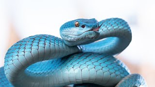 Unraveling the Mystery Why Do Snakes Bite Themselves [upl. by Anoerb]