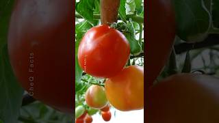 How to Grow Tomatoes at Home 🍅 Try this Technique plants farming shorts [upl. by Charlton]