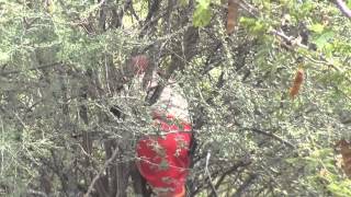 Looking for Honey with JOSEPH Laikipia Wilderness camp Kenya august 2013 [upl. by Nered]