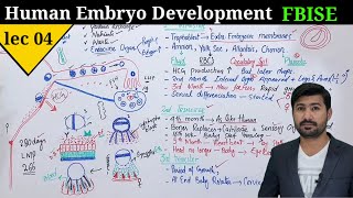 Human development class 12  Development of embryo in human by irtisams biology [upl. by Llebana]