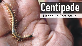 Centipede KanKhajura Az information Hindi [upl. by Karolyn]