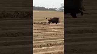 Farmer Calls me to Eradicate Hogs 💰 texas thermal drone feralhogs hog hunting [upl. by Annavas]