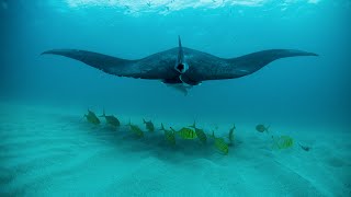 Expedition Western Australia Ningaloo Reef [upl. by Gorman29]