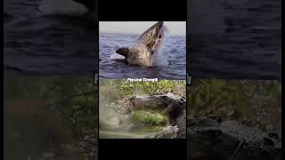 Great White Shark vs Saltwater crocodile [upl. by Eenat755]