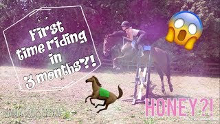 First Time Riding In 3 Months  Riding Honey  Edit  Jemma Equestrian [upl. by Einafpets251]