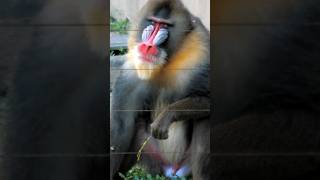 Mandrills Are The Largest Of All Monkeys animal shorts [upl. by Abroms]