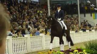 wwwreitschulesandbrinkde Lemony´s Nicket 900000 Euro Hanoverian Auction Verden [upl. by Alet]