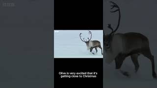 Olive the Other Reindeer  Happy Reindeer Trotting IBelieveInOlive [upl. by Savadove]