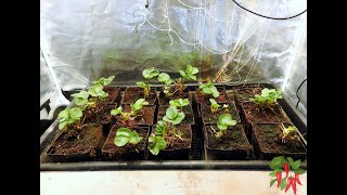 Seascape Hydroponic Strawberries Replant Week 1 [upl. by Etteiram691]