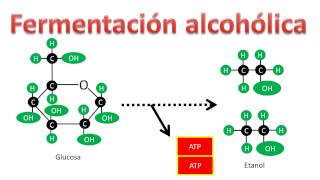 Bioquímica  Fermentación alcohólica [upl. by Gosser]