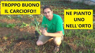 Come piantare il carciofo romanesco nellorto  Tutorial Agricoltura [upl. by Hait411]